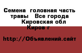 Семена (головная часть))) травы - Все города  »    . Кировская обл.,Киров г.